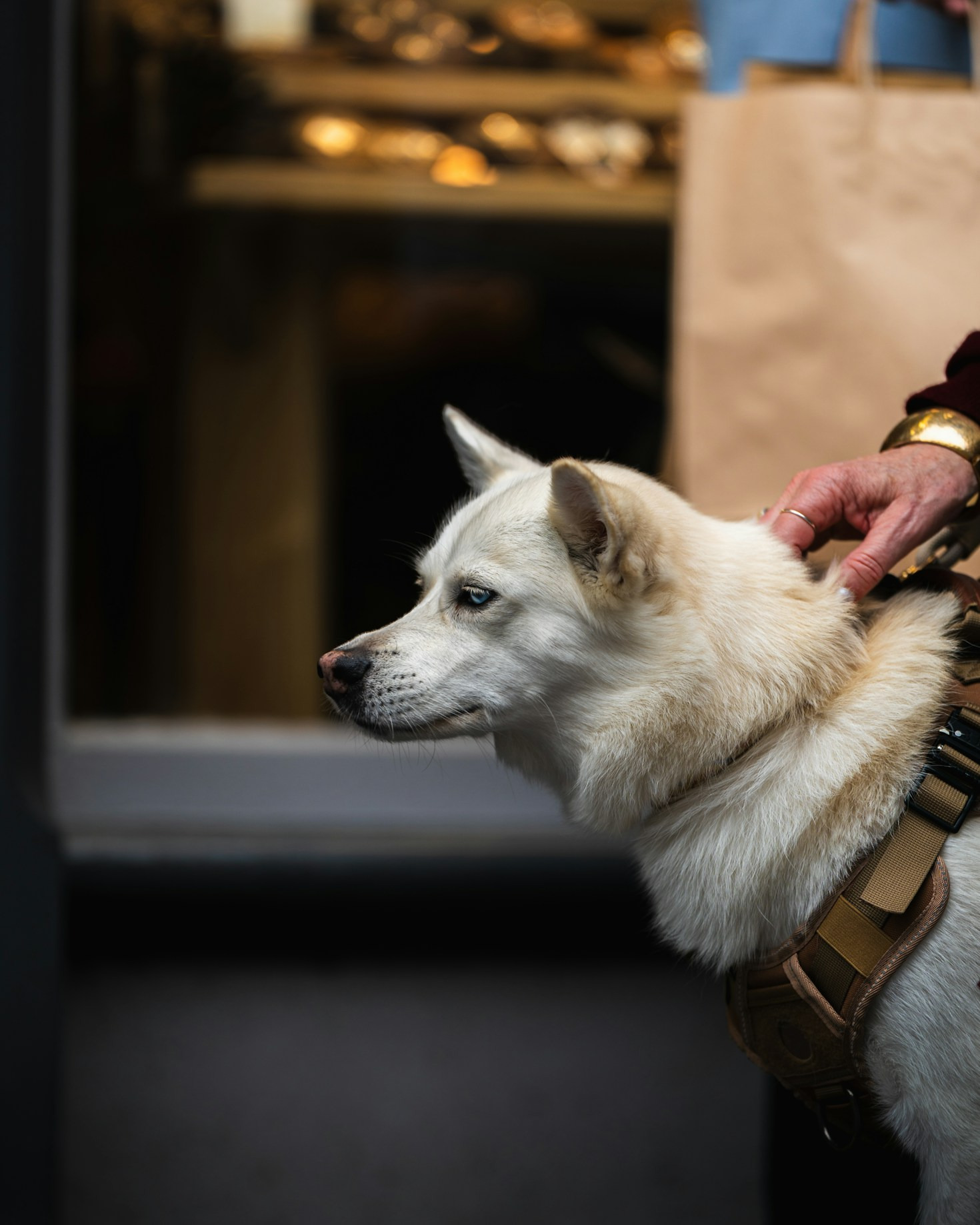 The Best Breeds for Service Work