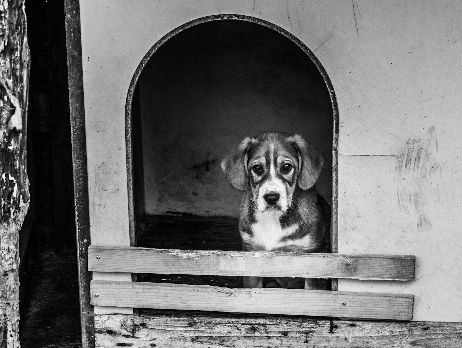 A Complete Guide to Service Dog Rights