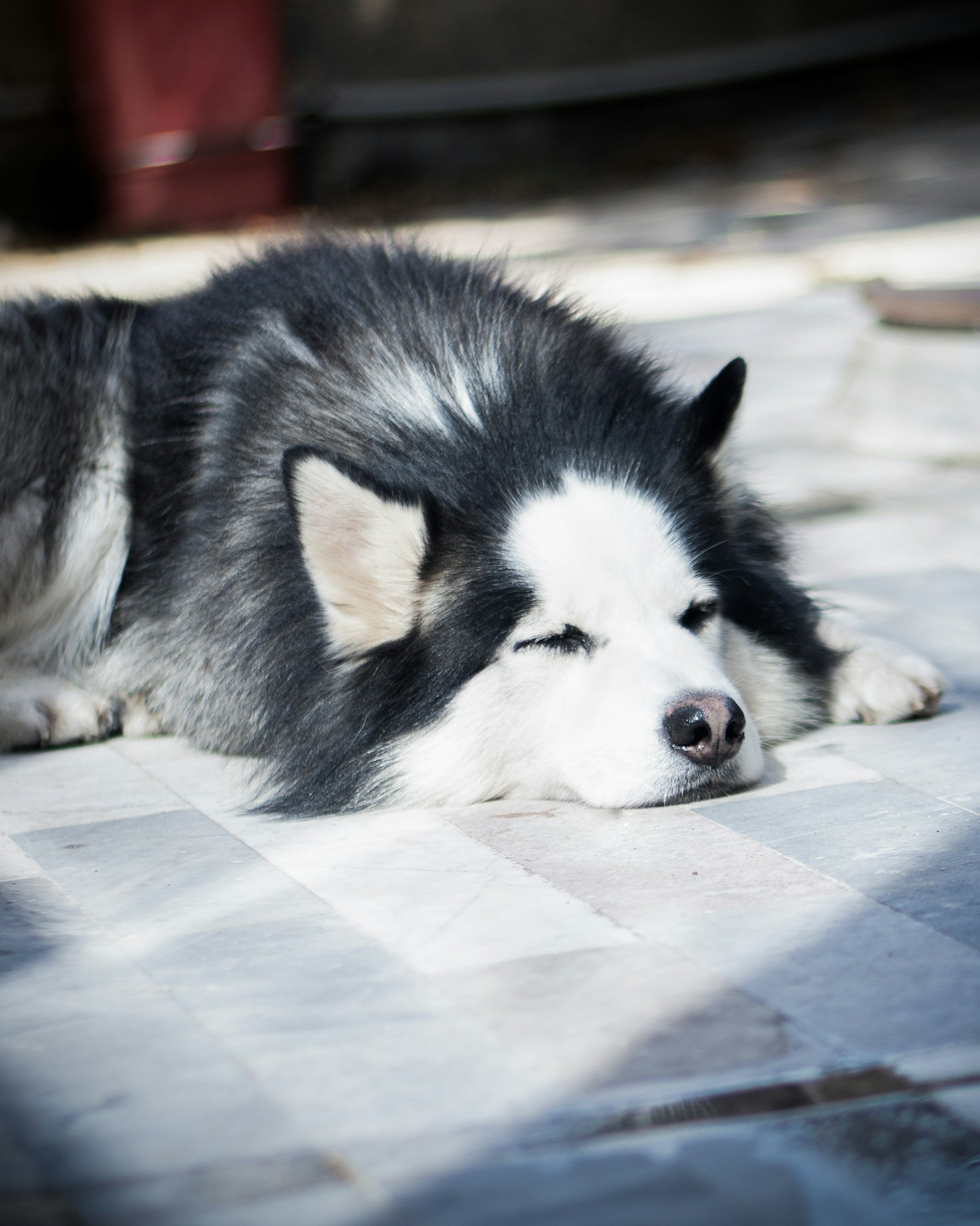 Understanding Service Dog Certification Processes