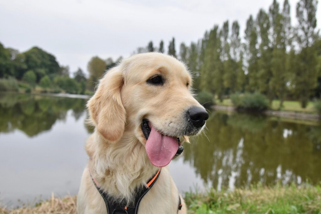 golden retriever, pet, dog, canine, animal, golden retriever sirena, service dog