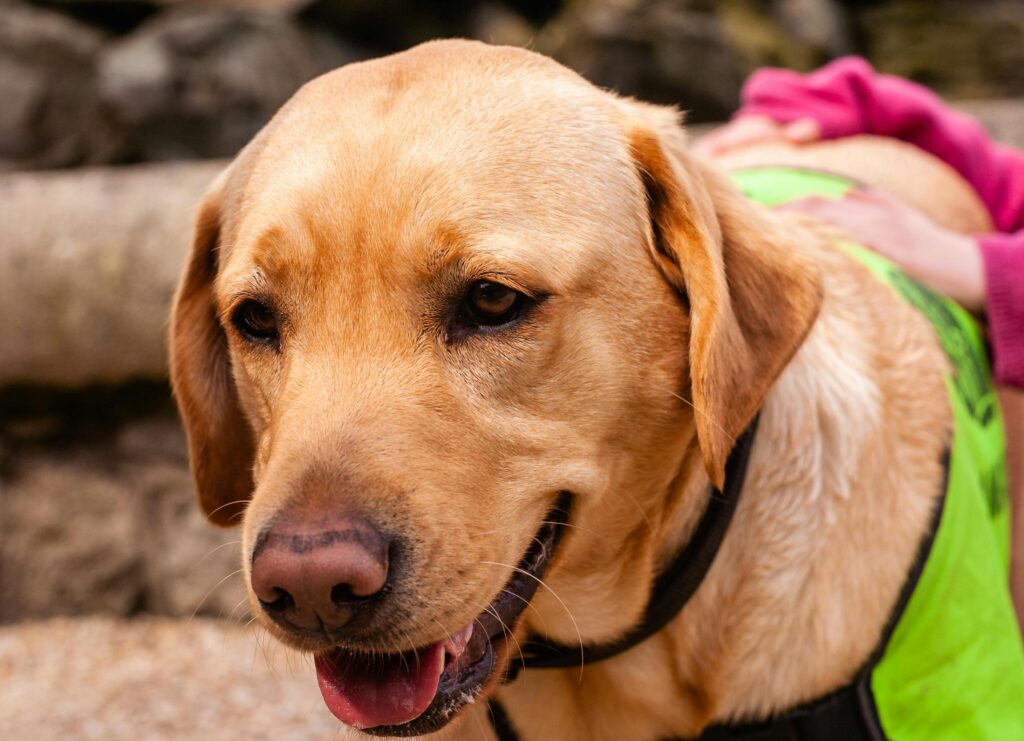 pexels-photo-16398907-16398907 Close-up of a happy Labrador Retriever wearing a green vest outdoors in Dublin, Ireland.