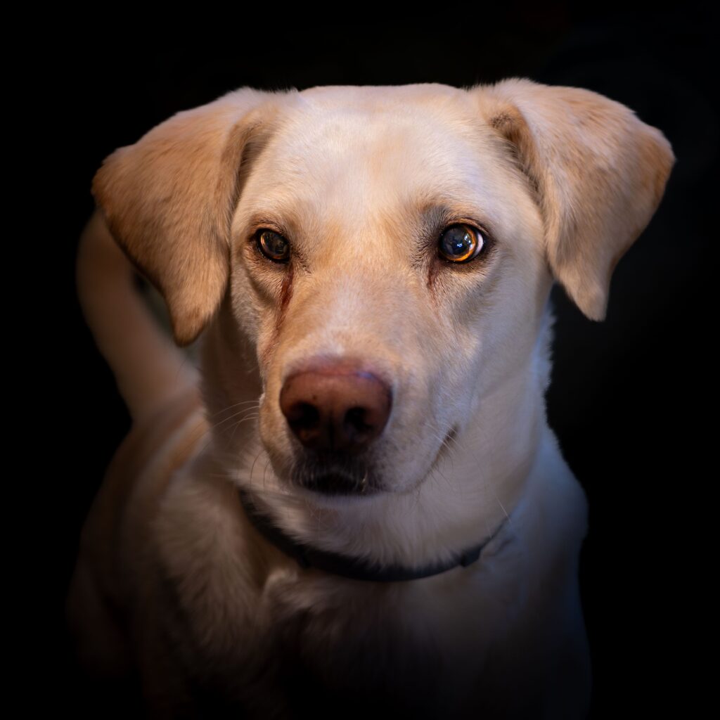 A captivating close-up portrait of a labrador retriever dog with intense eyes.