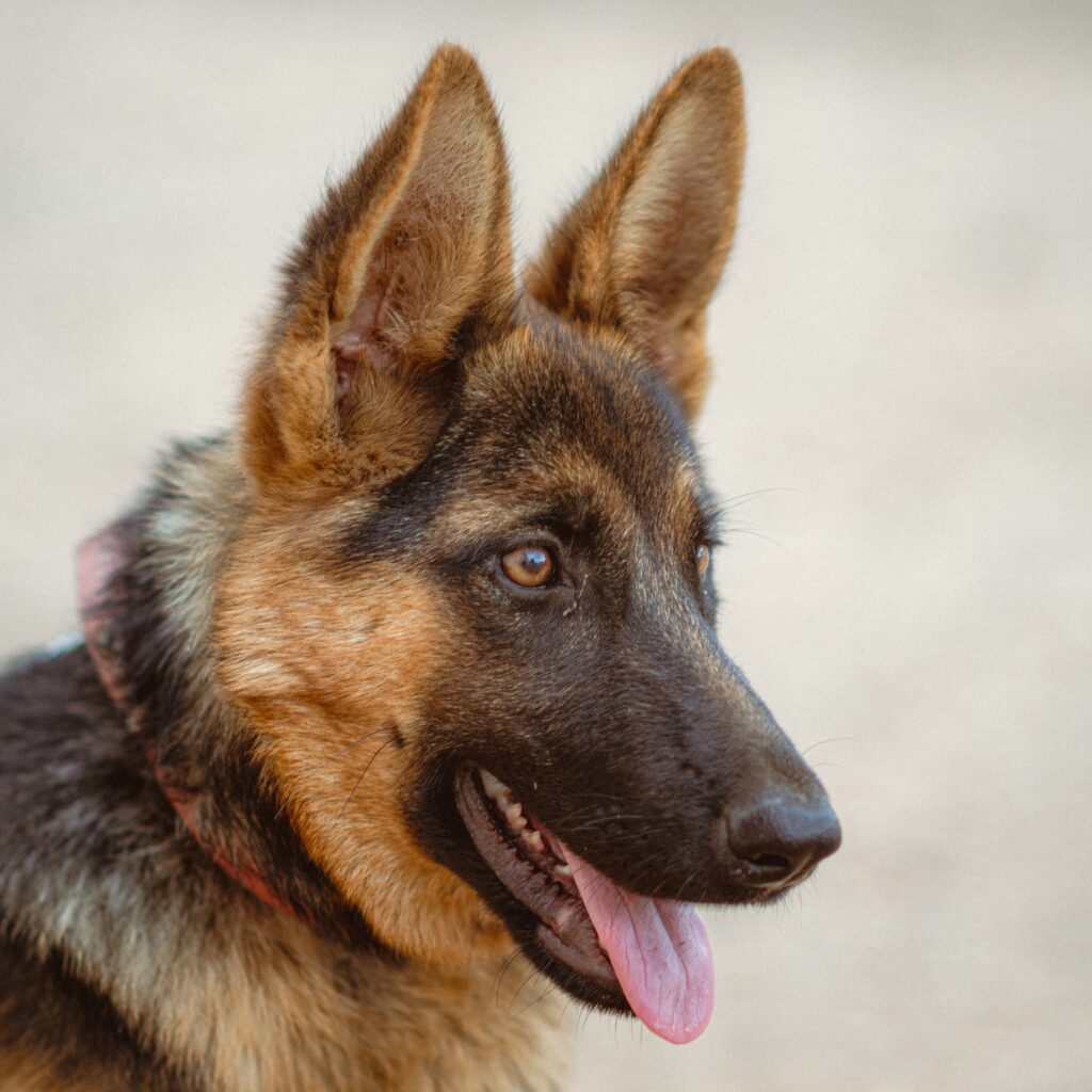 Close-up shot of a German Shepherd puppy outdoors in Jendouba, Tunisia, showcasing its alert expression.