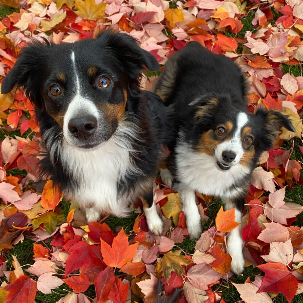 Two Australian Shepherd dogs sitting on vibrant autumn leaves, capturing the essence of fall.
