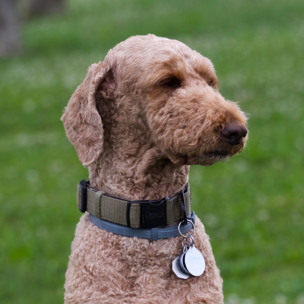 Close-up of a fluffy Labradoodle enjoying a sunny day outdoors.
