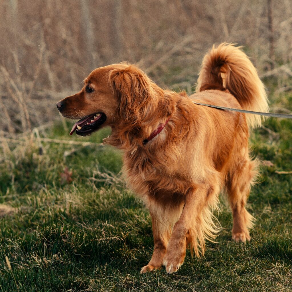 Golden Retriever enjoying a walk on a leash outdoors in Toronto, Canada.